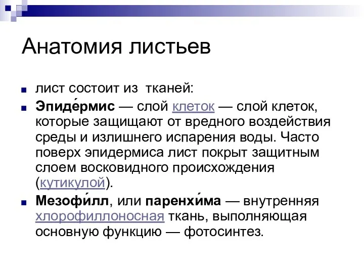 Анатомия листьев лист состоит из тканей: Эпиде́рмис — слой клеток —