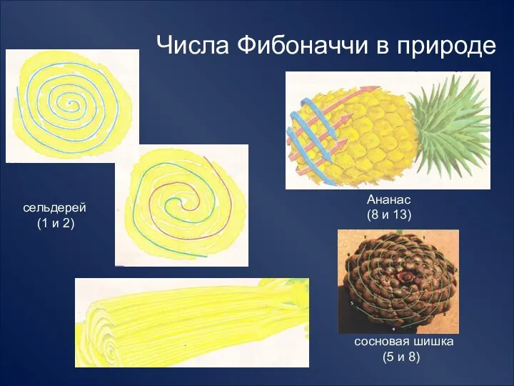 Числа Фибоначчи в природе сельдерей (1 и 2) Ананас (8 и