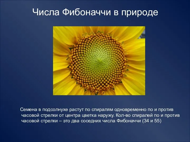 Числа Фибоначчи в природе Семена в подсолнухе растут по спиралям одновременно