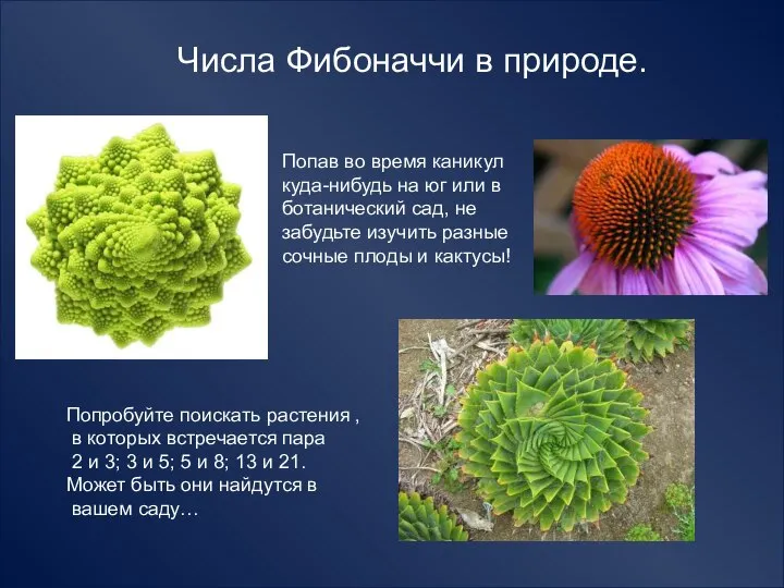 Числа Фибоначчи в природе. Попав во время каникул куда-нибудь на юг