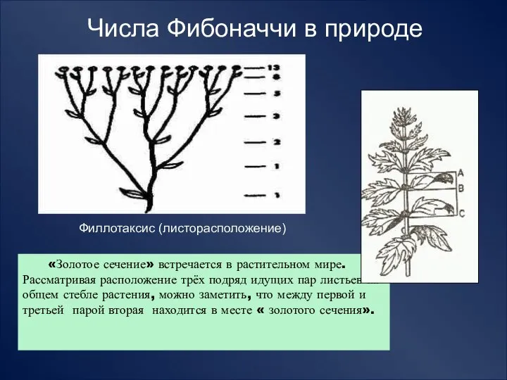 Числа Фибоначчи в природе Филлотаксис (листорасположение) «Золотое сечение» встречается в растительном