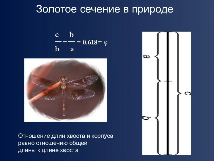 c b b a = = 0.618= φ Отношение длин хвоста