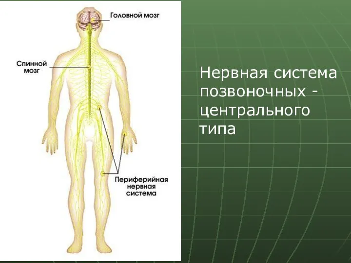 Нервная система позвоночных -центрального типа