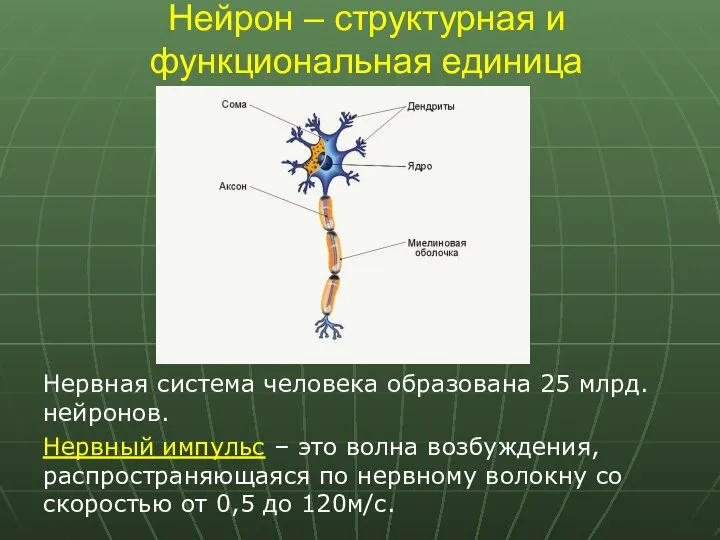 Нейрон – структурная и функциональная единица Нервная система человека образована 25