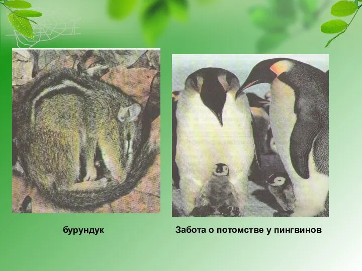 бурундук Забота о потомстве у пингвинов