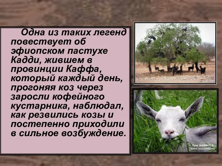 Одна из таких легенд повествует об эфиопском пастухе Кадди, жившем в