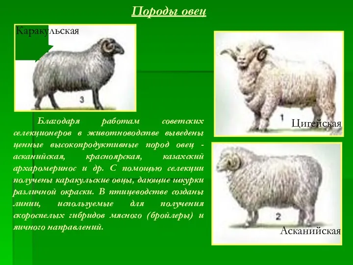 Породы овец Благодаря работам советских селекционеров в животноводстве выведены ценные высокопродуктивные