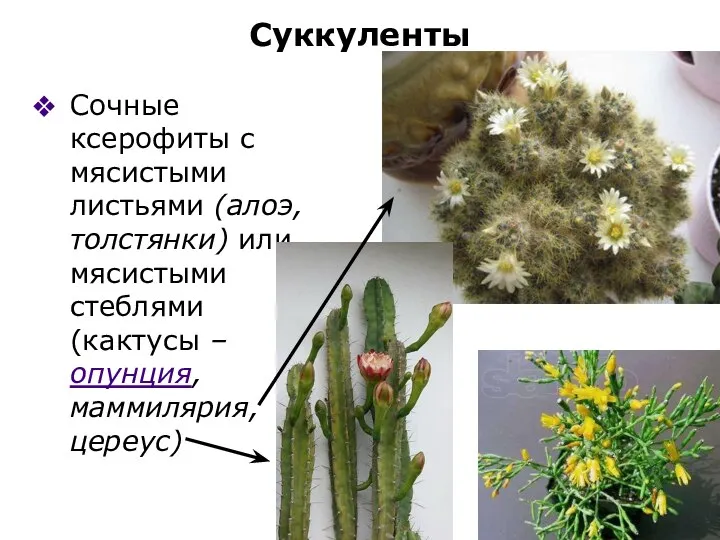 Суккуленты Сочные ксерофиты с мясистыми листьями (алоэ, толстянки) или мясистыми стеблями (кактусы – опунция, маммилярия, цереус)