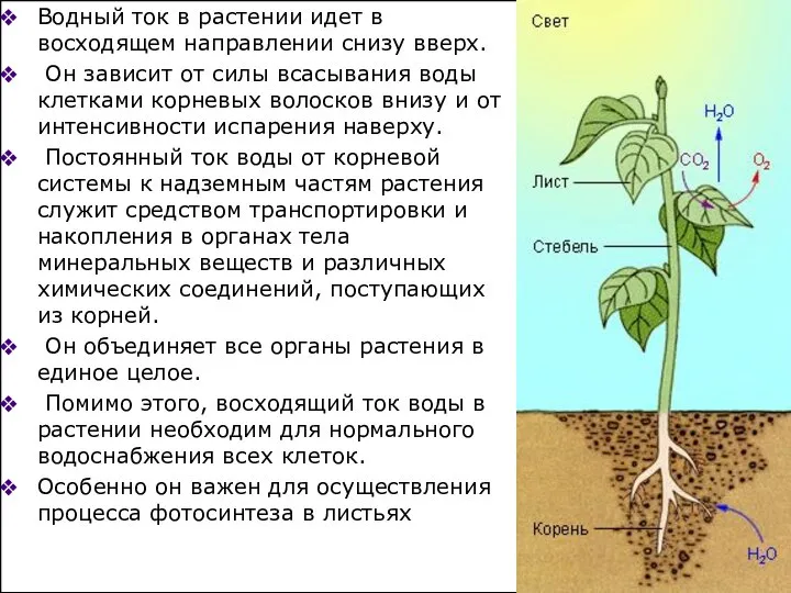 Водный ток в растении идет в восходящем направлении снизу вверх. Он