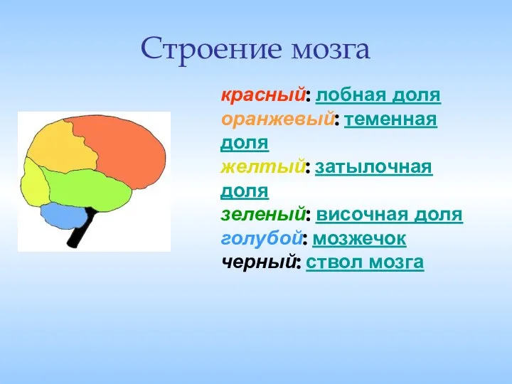 Строение мозга красный: лобная доля оранжевый: теменная доля желтый: затылочная доля