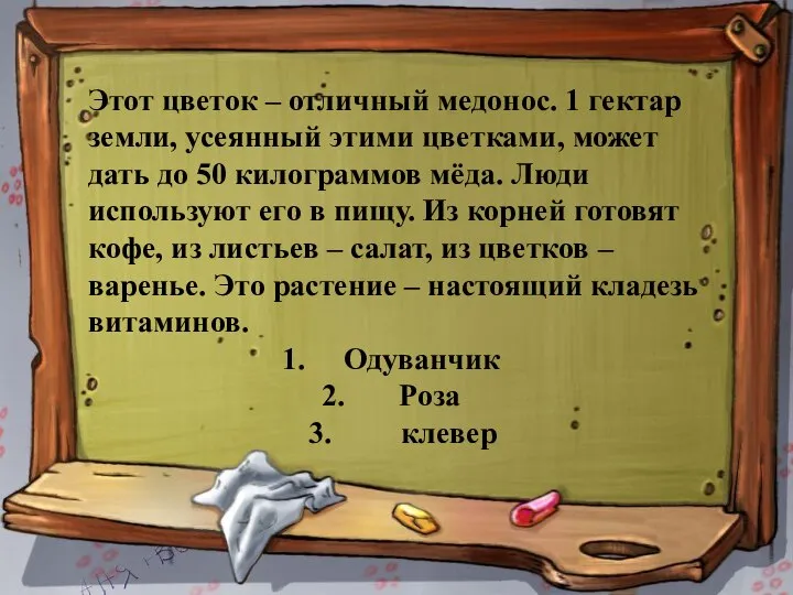 Этот цветок – отличный медонос. 1 гектар земли, усеянный этими цветками,