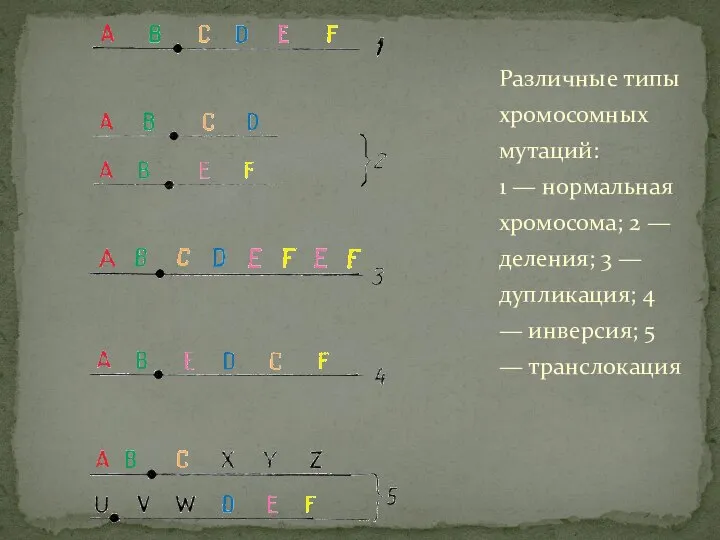 Различные типы хромосомных мутаций: 1 — нормальная хромосома; 2 — деления;