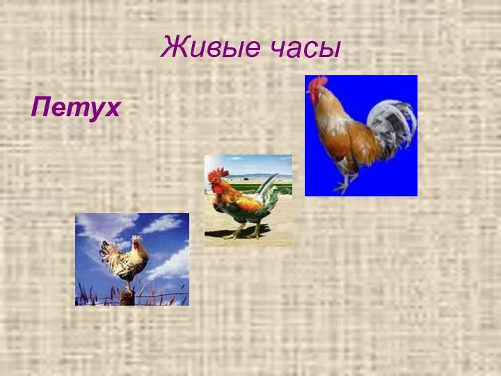 Живые часы Петух