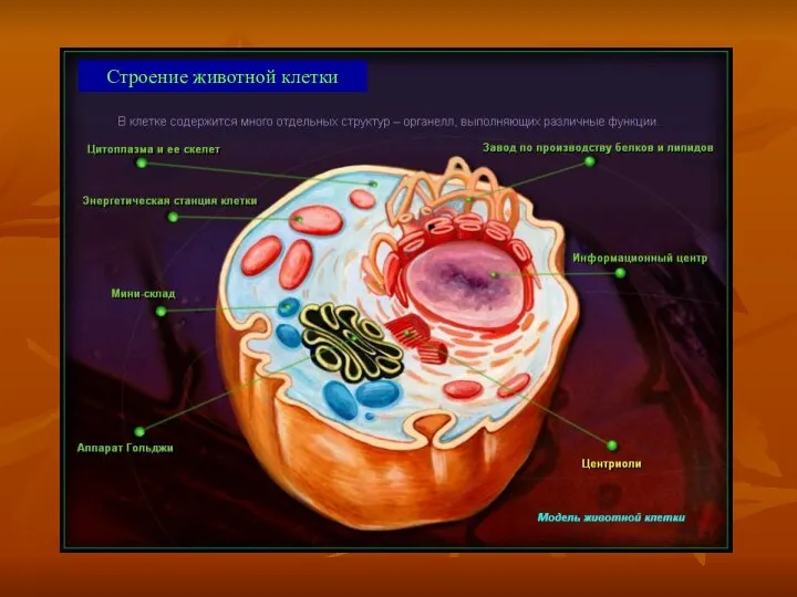 Строение животной клетки
