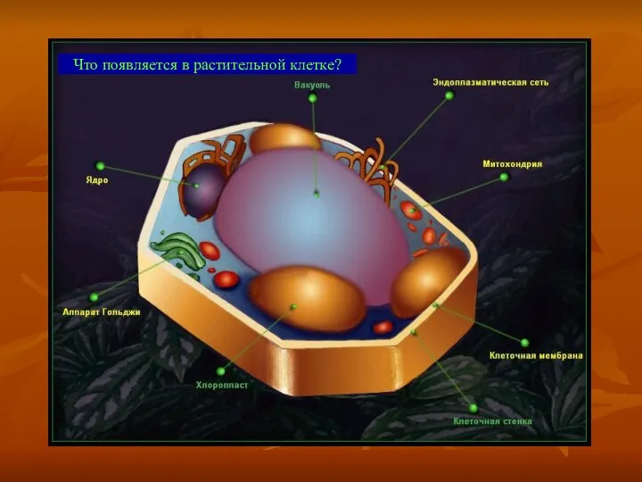 Что появляется в растительной клетке?