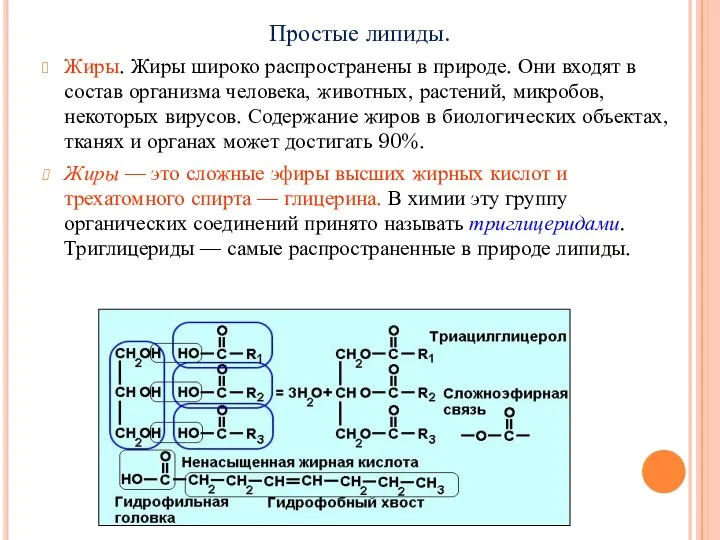 Простые липиды. Жиры. Жиры широко распространены в природе. Они входят в