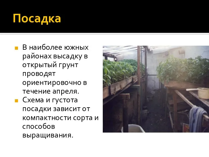 Посадка В наиболее южных районах высадку в открытый грунт проводят ориентировочно