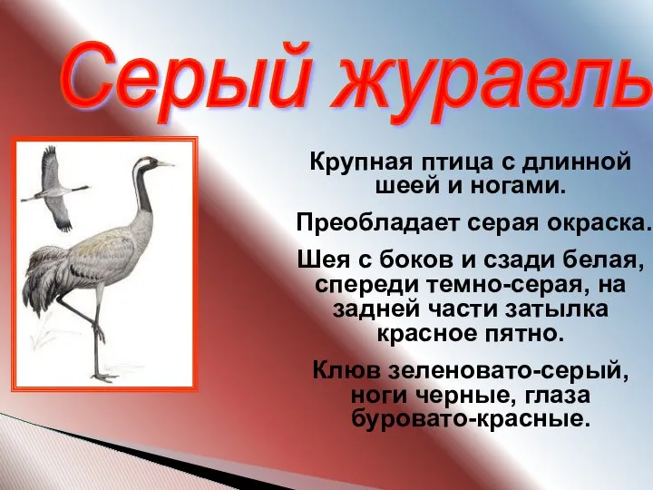 Серый журавль Крупная птица с длинной шеей и ногами. Преобладает серая