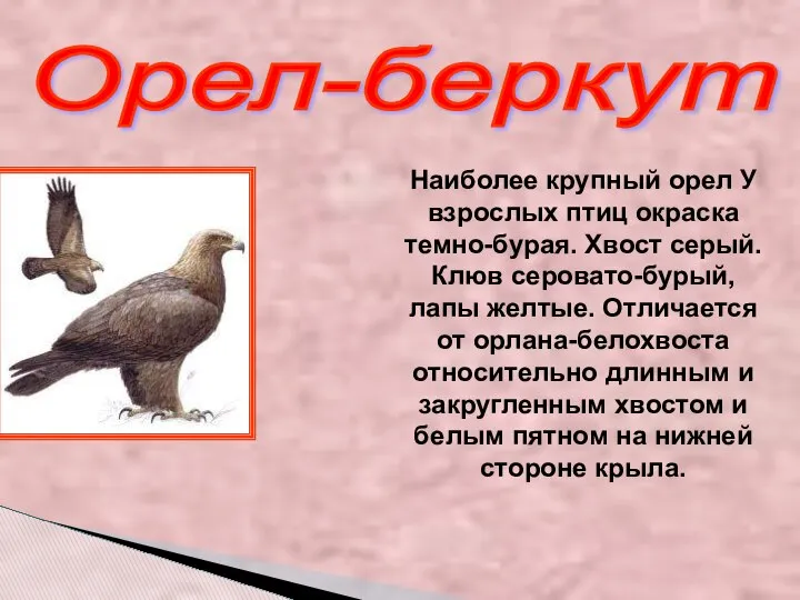 Орел-беркут Наиболее крупный орел У взрослых птиц окраска темно-бурая. Хвост серый.