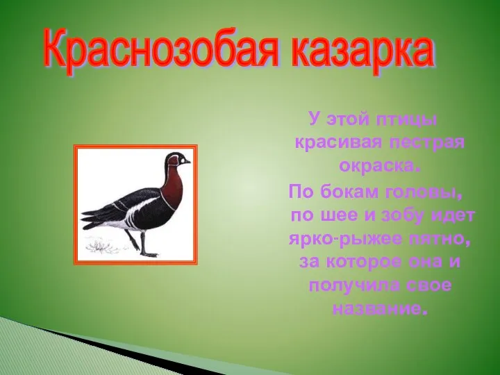 Краснозобая казарка У этой птицы красивая пестрая окраска. По бокам головы,