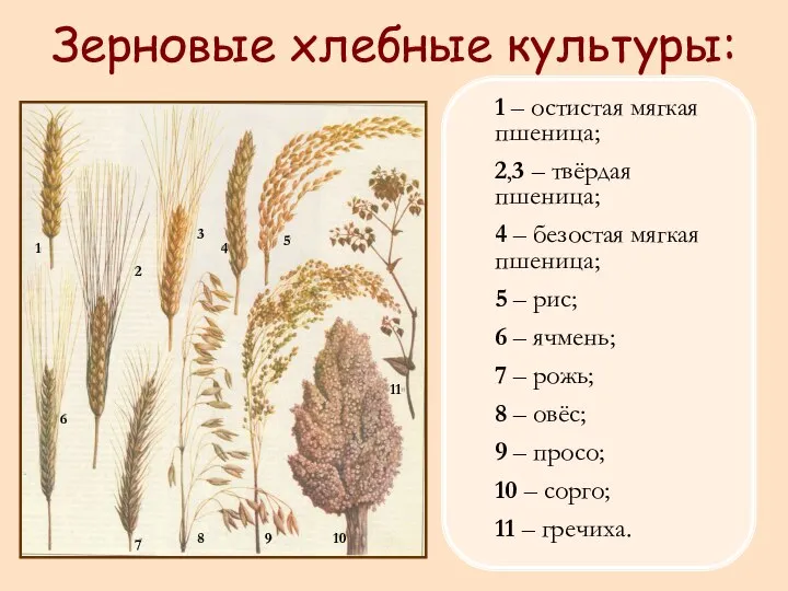 1 – остистая мягкая пшеница; 2,3 – твёрдая пшеница; 4 –