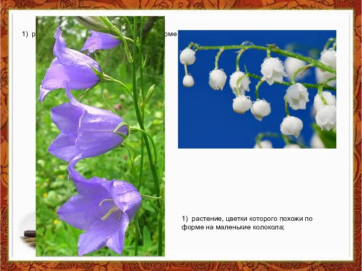 1) растение, цветки которого похожи по форме на маленькие колокола; 1)