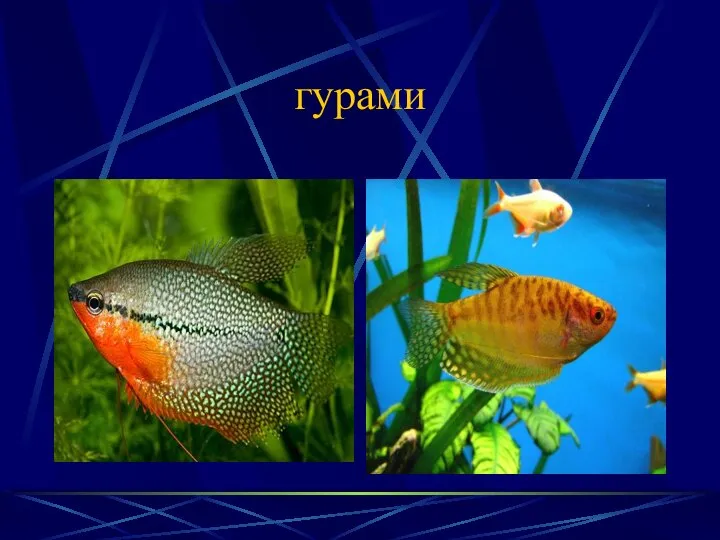 гурами