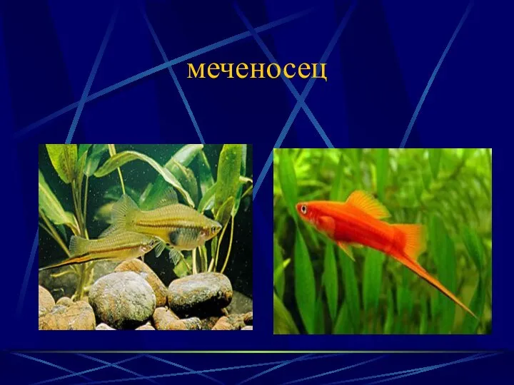 меченосец