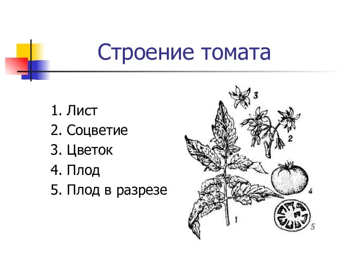 Строение томата 1. Лист 2. Соцветие 3. Цветок 4. Плод 5. Плод в разрезе