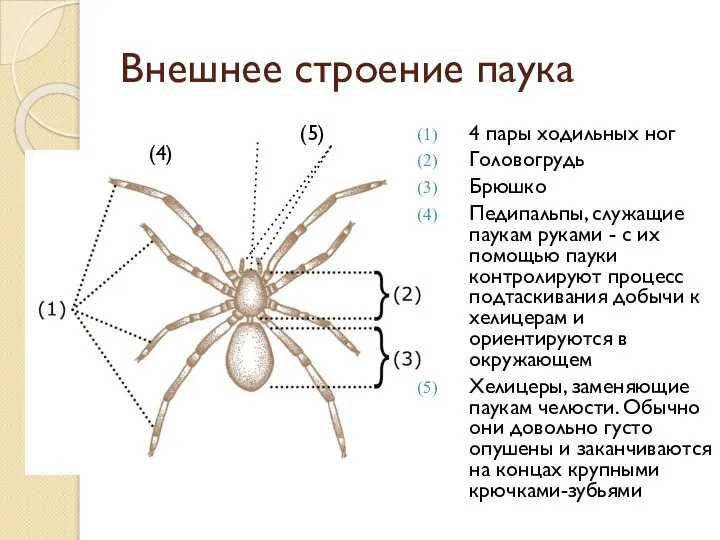 Внешнее строение паука (5) (4) 4 пары ходильных ног Головогрудь Брюшко
