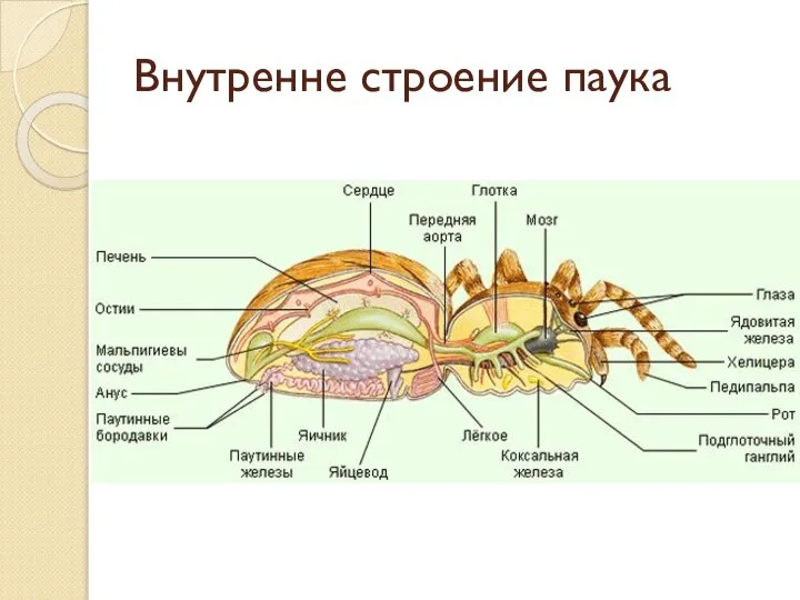 Внутренне строение паука