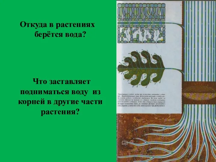 Откуда в растениях берётся вода? Что заставляет подниматься воду из корней в другие части растения?