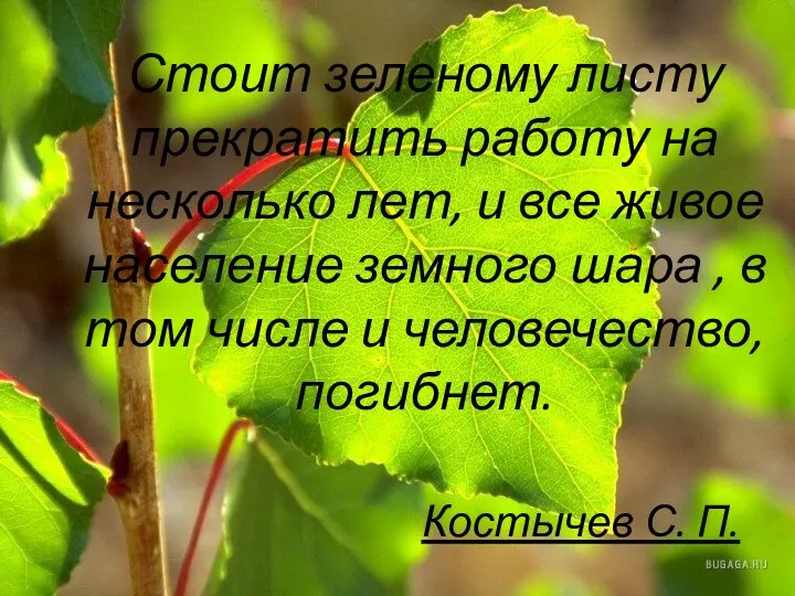 Стоит зеленому листу прекратить работу на несколько лет, и все живое