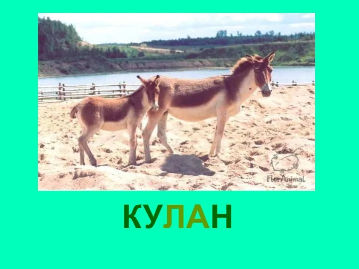 КУЛАН Кулан