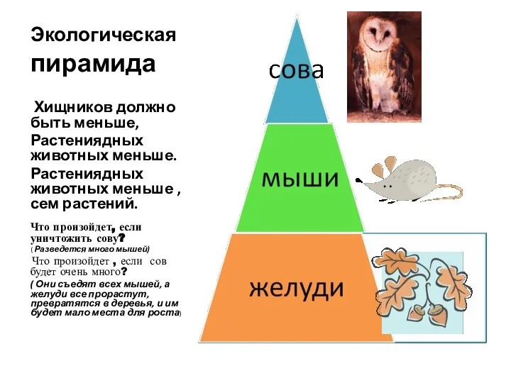 Экологическая пирамида Хищников должно быть меньше, Растениядных животных меньше. Растениядных животных