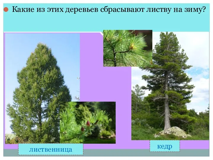 Какие из этих деревьев сбрасывают листву на зиму? кедр лиственница