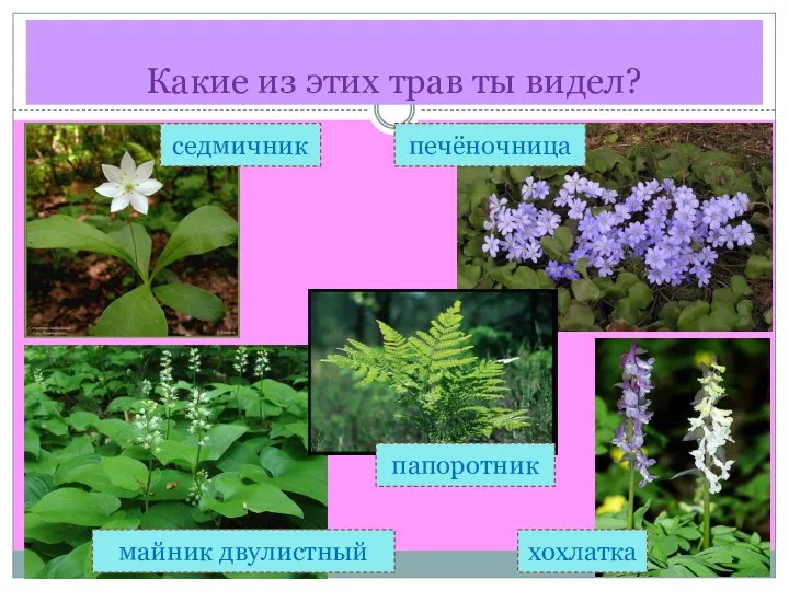 Какие из этих трав ты видел? седмичник майник двулистный печёночница хохлатка папоротник