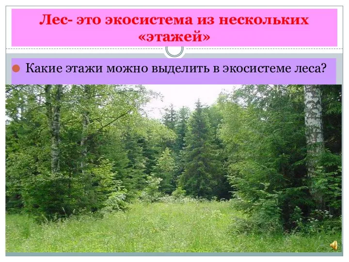 Лес- это экосистема из нескольких «этажей» Какие этажи можно выделить в экосистеме леса?