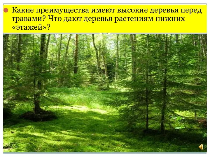 Какие преимущества имеют высокие деревья перед травами? Что дают деревья растениям нижних «этажей»?