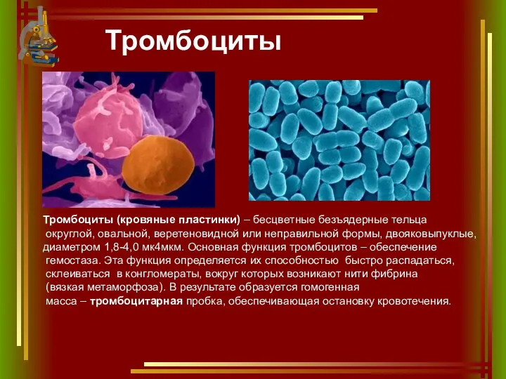 Тромбоциты Тромбоциты (кровяные пластинки) – бесцветные безъядерные тельца округлой, овальной, веретеновидной