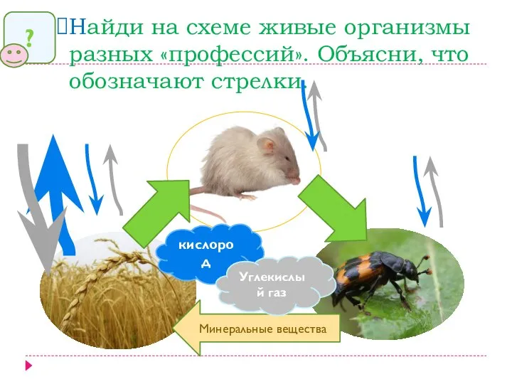 Найди на схеме живые организмы разных «профессий». Объясни, что обозначают стрелки.