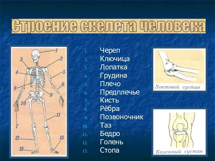 Череп Ключица Лопатка Грудина Плечо Предплечье Кисть Рёбра Позвоночник Таз Бедро Голень Стопа Строение скелета человека