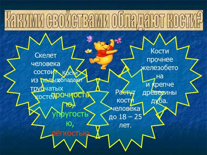 Какими свойствами обладают кости? Скелет человека состоит из полых трубчатых костей