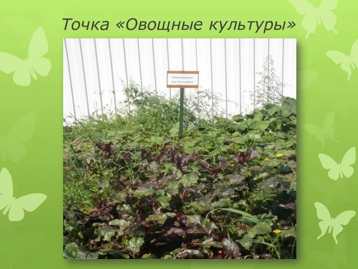 Точка «Овощные культуры»