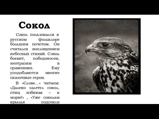 Сокол Сокол пользовался в русском фольклоре большим почетом. Он считался воплощением