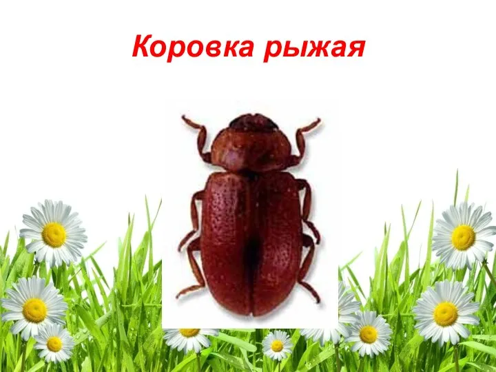 Коровка рыжая