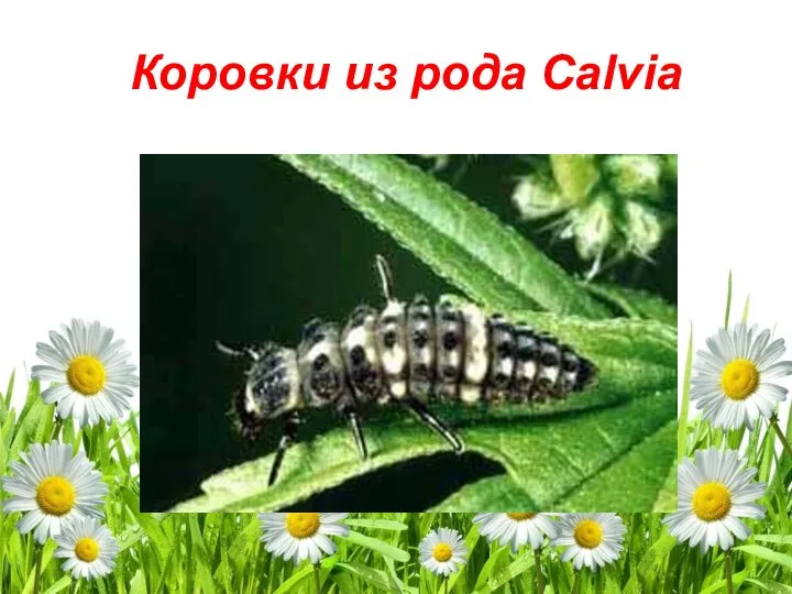 Коровки из рода Calvia