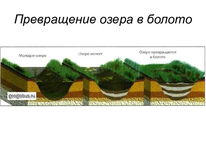 Превращение озера в болото