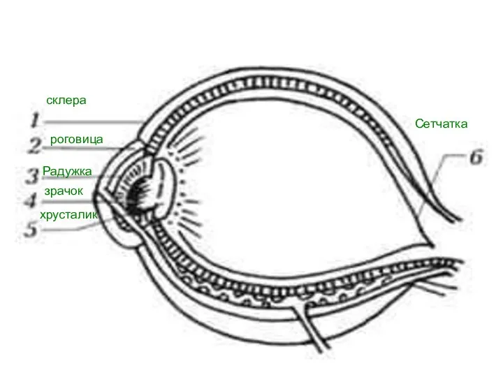 склера роговица Сетчатка Радужка зрачок хрусталик