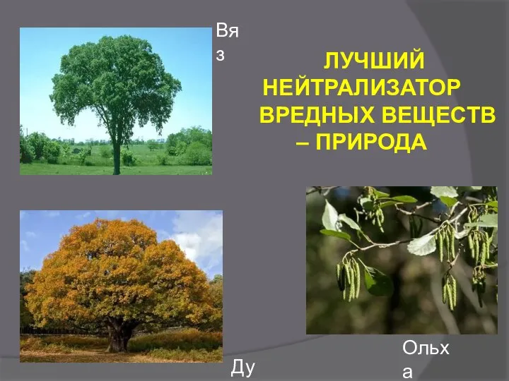 ЛУЧШИЙ НЕЙТРАЛИЗАТОР ВРЕДНЫХ ВЕЩЕСТВ – ПРИРОДА Дуб Ольха Вяз